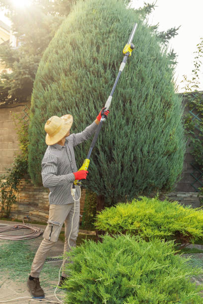 Best Hedge Trimming  in Weston, WV